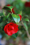 茶花