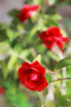 茶花