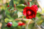 茶花