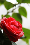 茶花