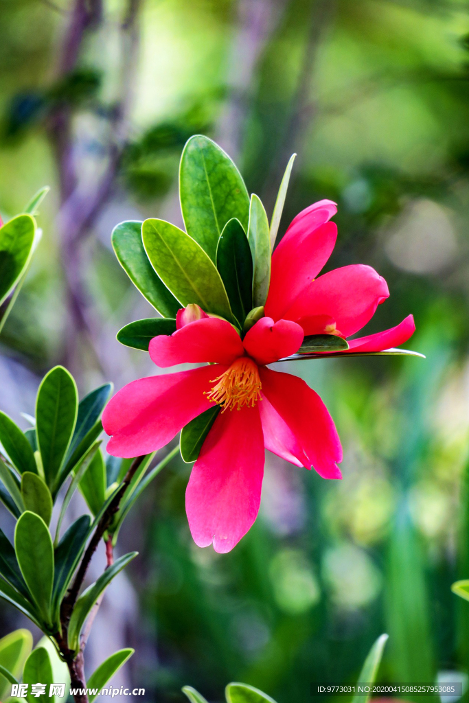 茶花