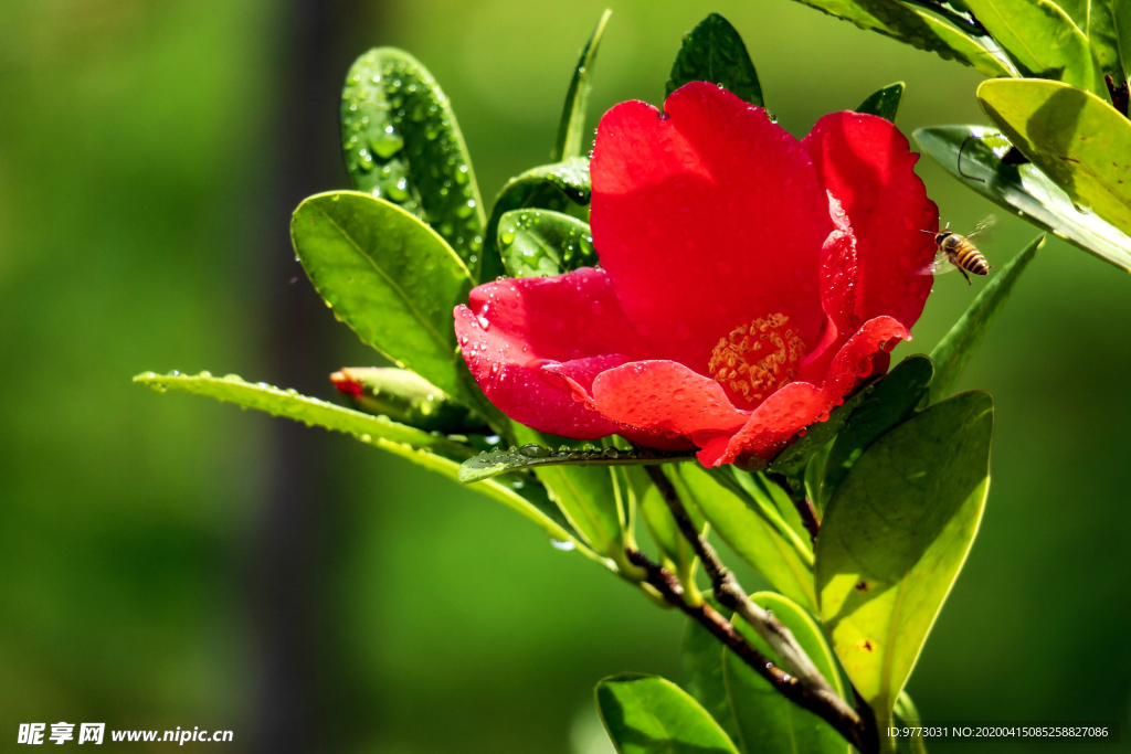 茶花