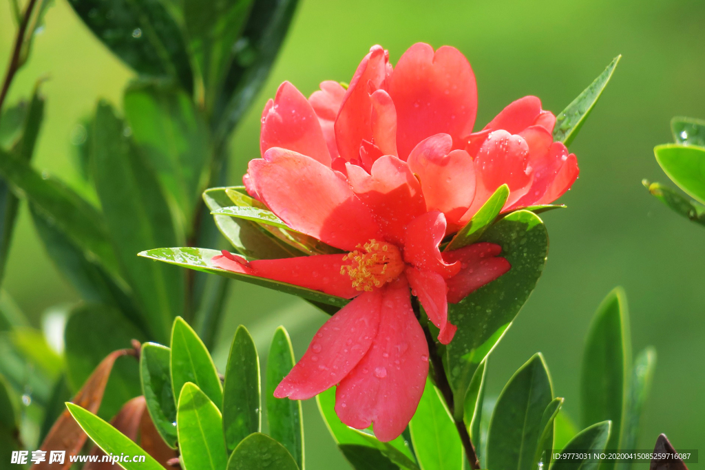 茶花