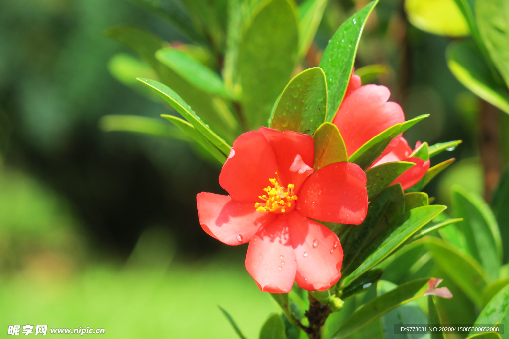 茶花