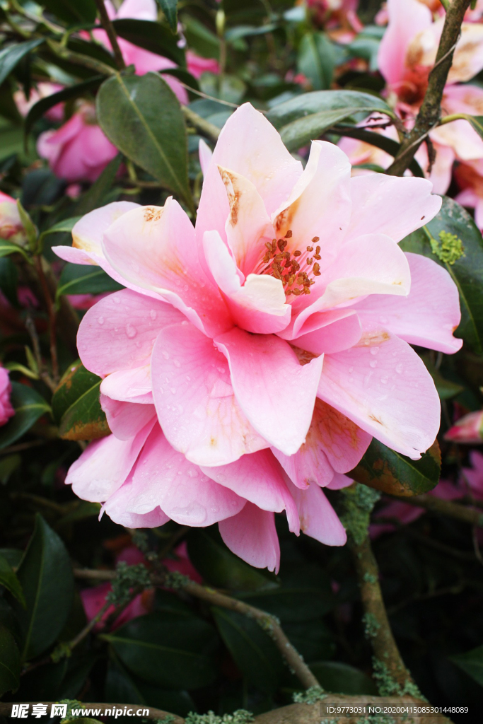 茶花