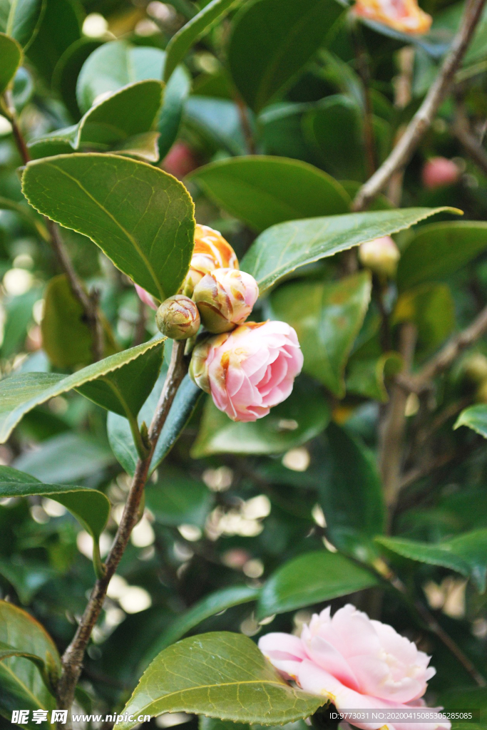 茶花