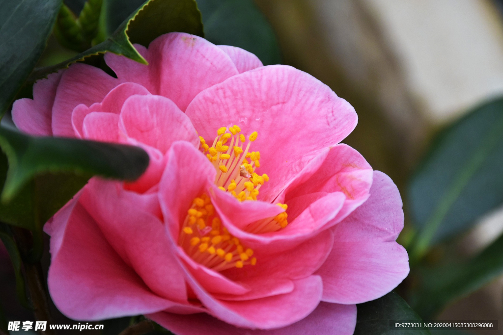 茶花