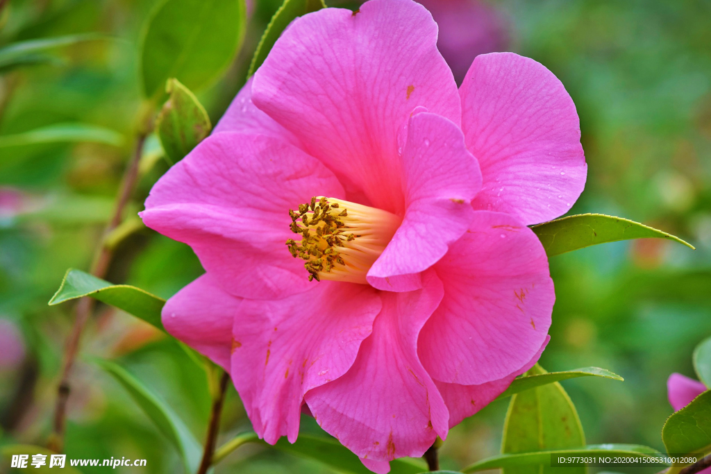 茶花