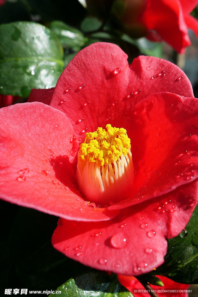 茶花