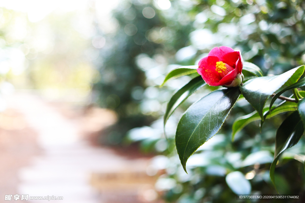 茶花