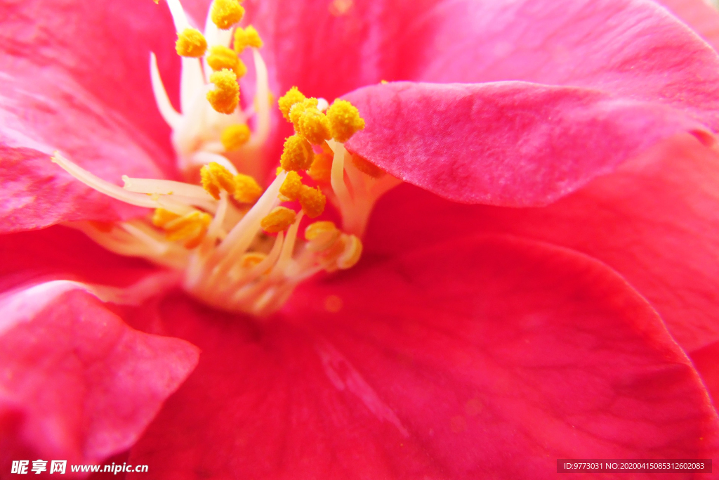 茶花