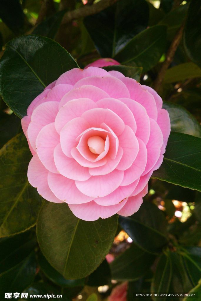 茶花