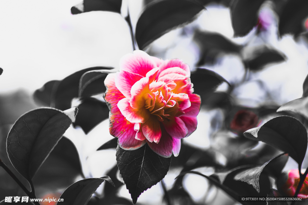 茶花