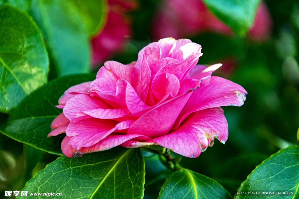 茶花
