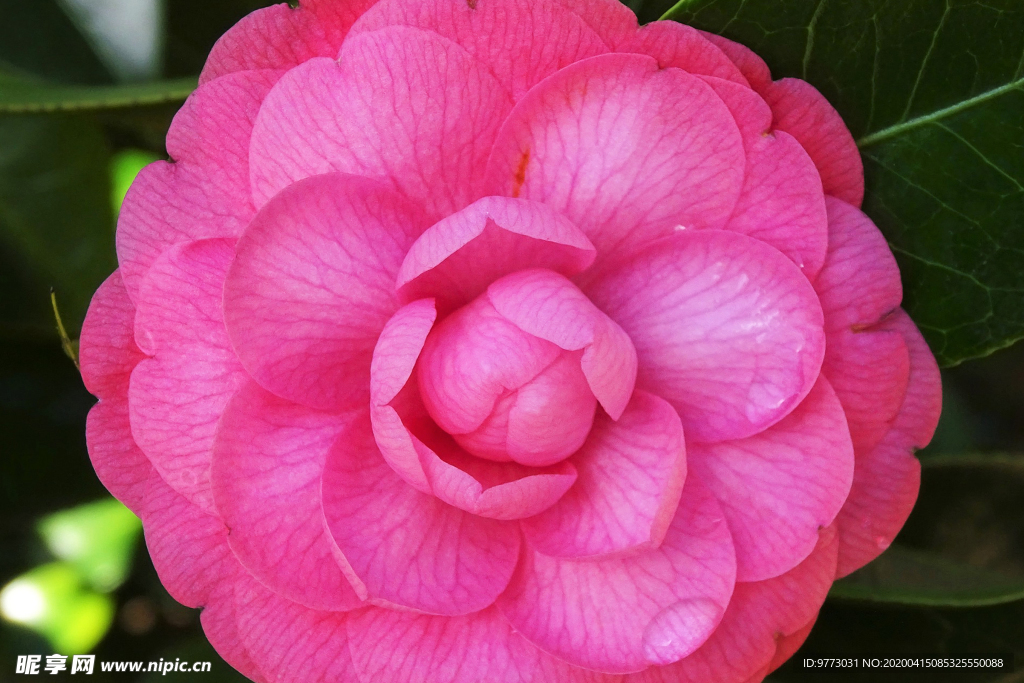 茶花