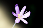 石竹
