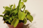 食虫植物
