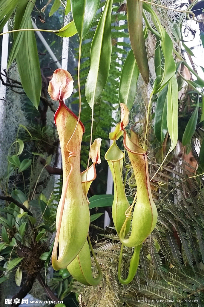 食虫植物