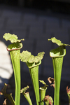 食虫植物