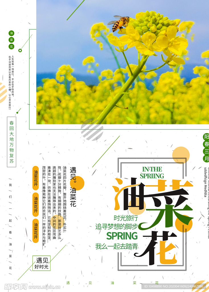 油菜花