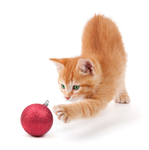 小黄猫  可爱猫咪