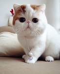 可爱猫咪