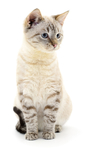 猫    可爱猫咪