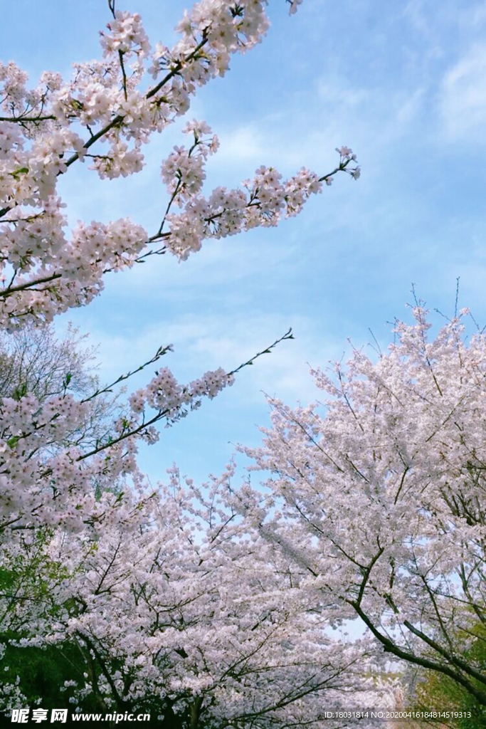 春日樱花