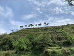 青山