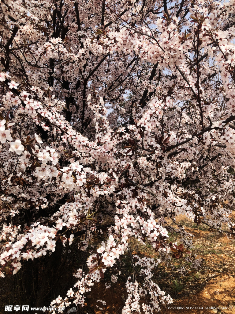 紫叶李
