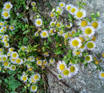 野花 花卉 自然 野蒿 花朵