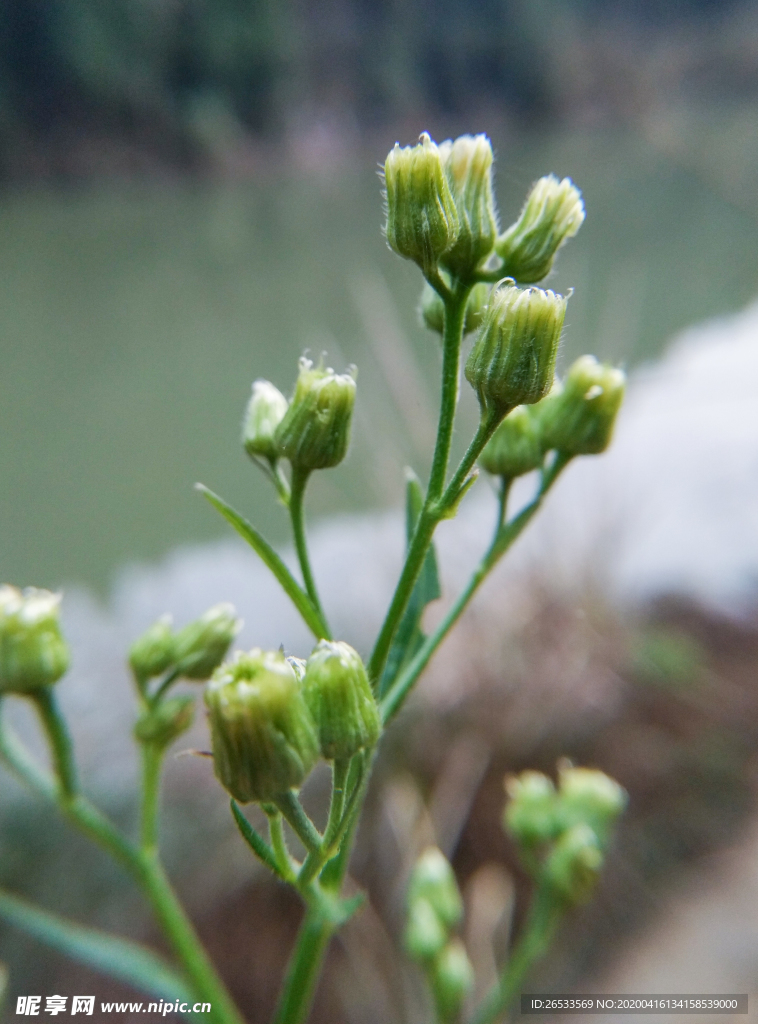 野花 花卉 自然 野蒿 花苞