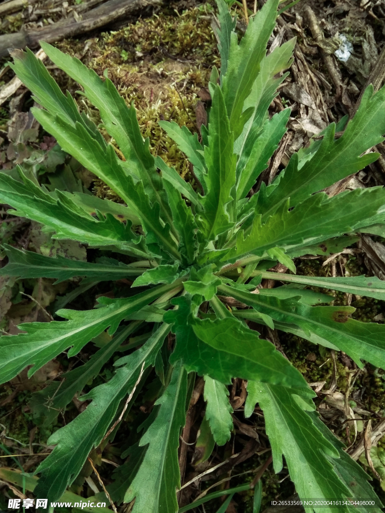 洋蒿 苏门白酒草 野草 绿色