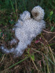 野花 特写 花草 棉花 被色