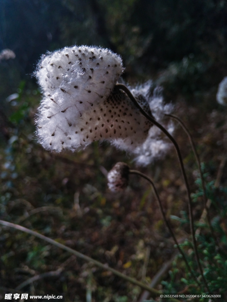 野花 特写 花草 棉花 被色