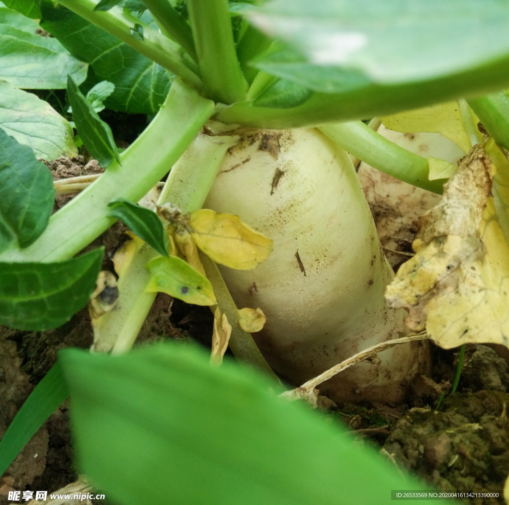 白萝卜 菜地 生长 冬季蔬菜