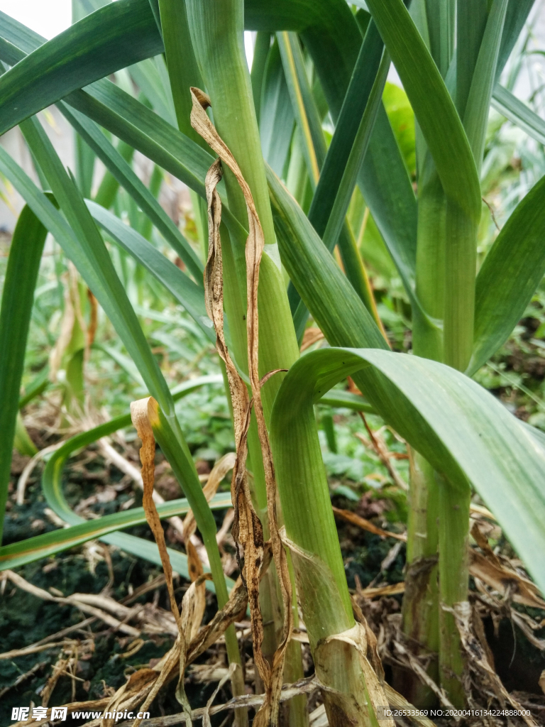 青蒜苗 蒜苗叶 大蒜种植 菜地