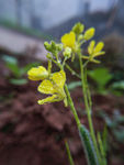 春天 早晨 春色 菜花 油菜花