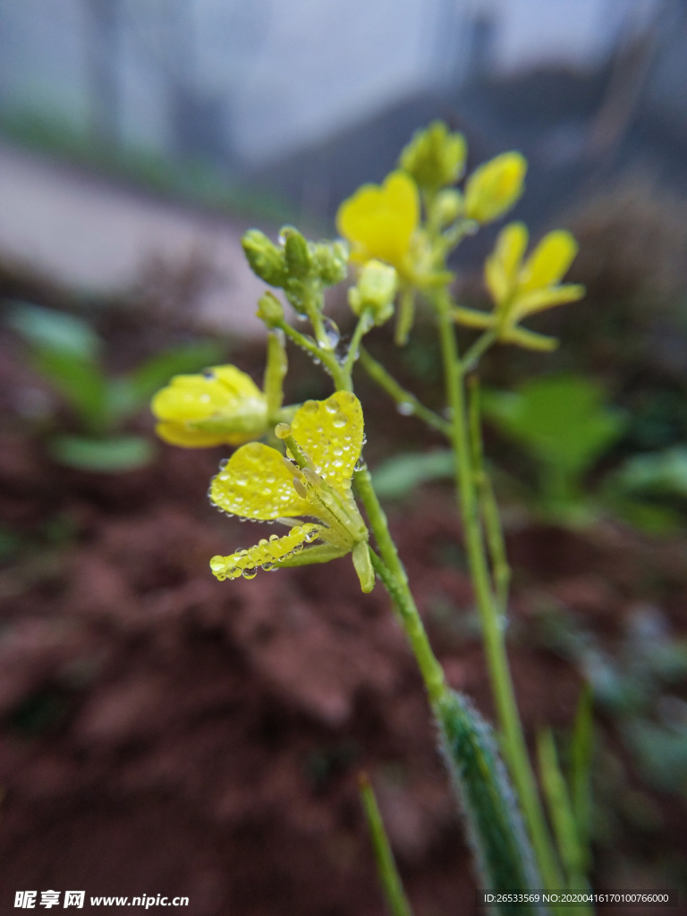 春天 早晨 春色 菜花 油菜花