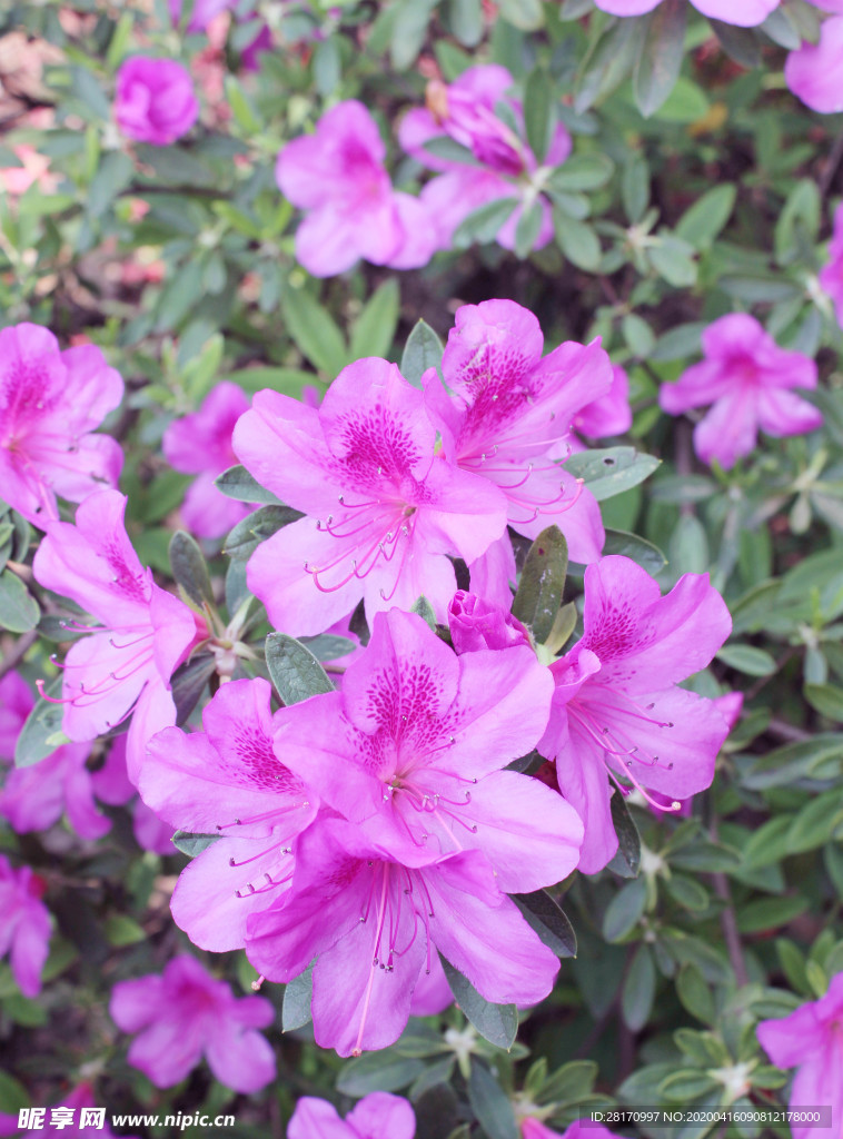 杜鹃花