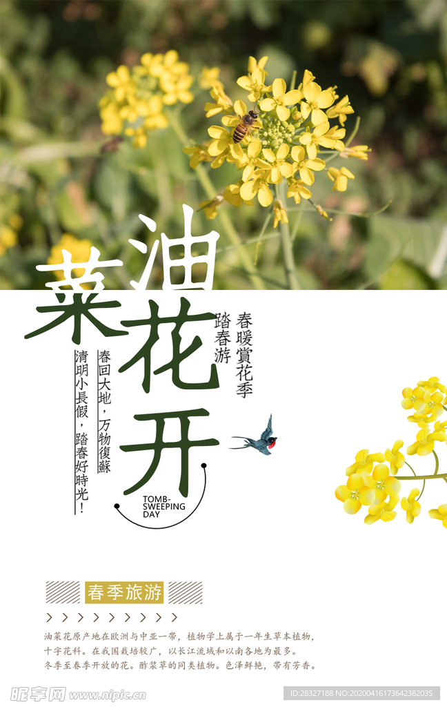 油菜花