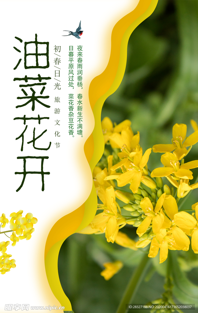 油菜花