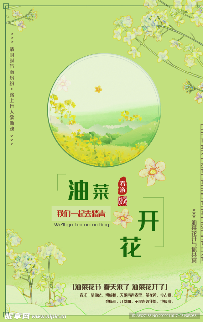 油菜花