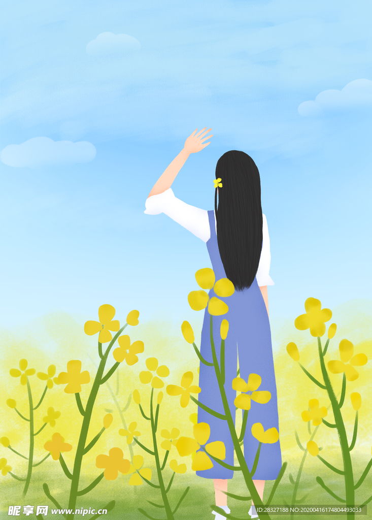 油菜花