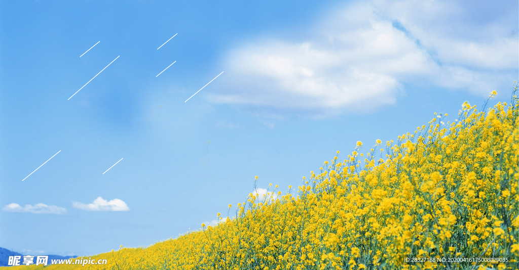 油菜花