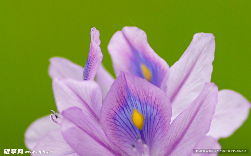 凤眼花 褶边 花瓣 紫色