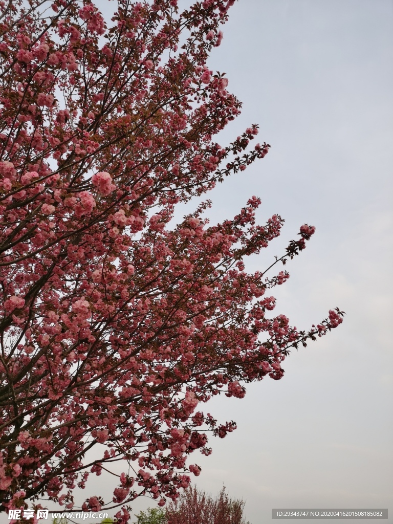 樱花