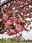 樱花  粉红色  春天  美丽