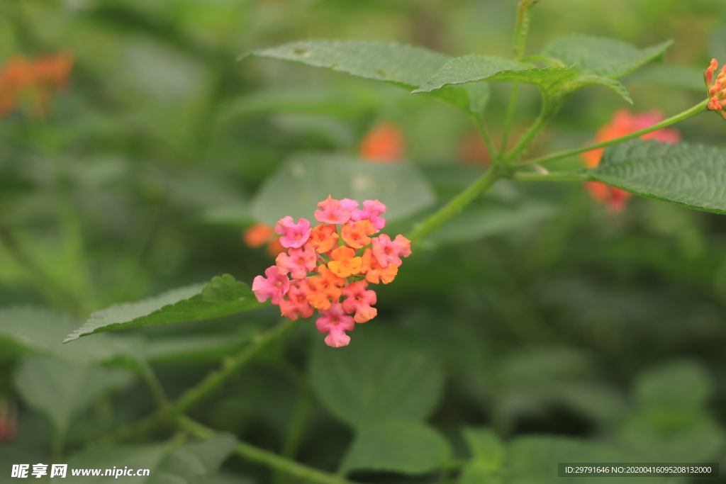 春天的小花