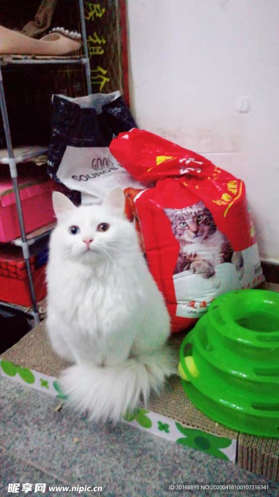 猫
